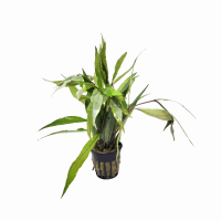 Hygrophila siamensis S Form - potted