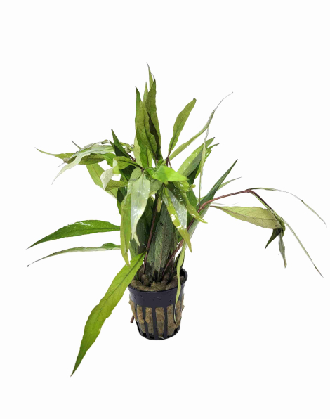 Hygrophila siamensis S Form - potted