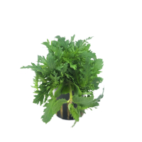 Hygrophila difformis - potted