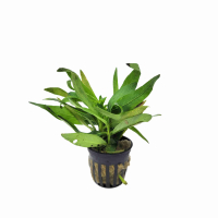 Hygrophila balsamica - potted