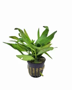 Hygrophila balsamica - potted