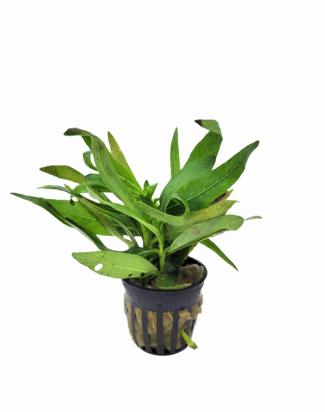 Hygrophila balsamica - potted