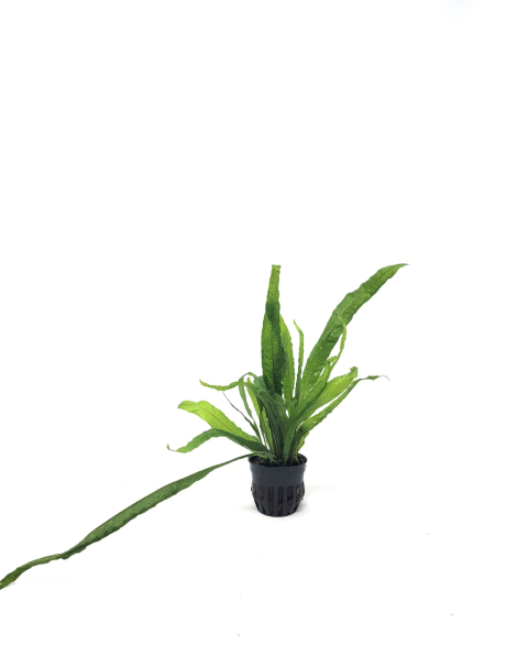 Microsorum pteropus 'Bent Wing' - potted