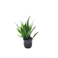 Microsorum pteropus 'Black Forest' - potted