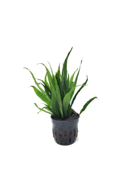 Microsorum pteropus 'Black Forest' - potted