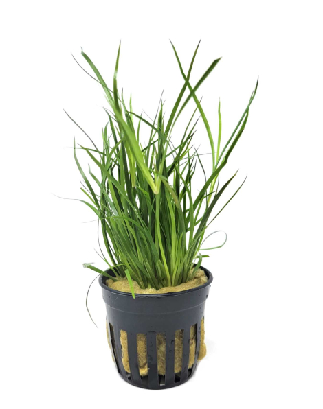 Juncus repens - potted