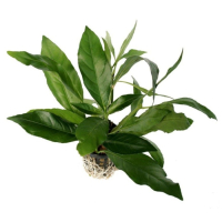 Justicia schimperi - potted