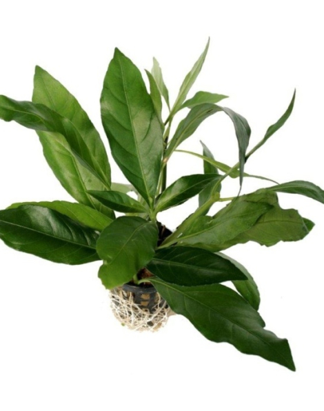 Justicia schimperi - potted