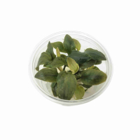 Lagenandra 'Bleeding Heart' - tissue culture