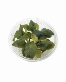 Lagenandra 'Bleeding Heart' - tissue culture