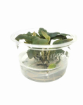 Lagenandra 'Bleeding Heart' - tissue culture
