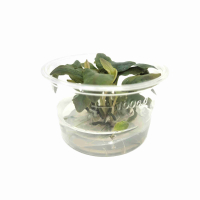 Lagenandra 'Bleeding Heart' - tissue culture