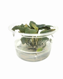 Lagenandra 'Bleeding Heart' - tissue culture