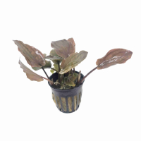 Lagenandra 'Bleeding Heart'  - potted