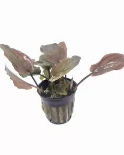 Lagenandra 'Bleeding Heart'  - potted