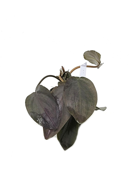 Lagenandra meeboldii 'Red' - potted
