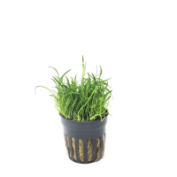 Lilaeopsis novaezelandiae - potted