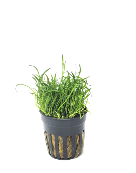 Lilaeopsis novaezelandiae - potted