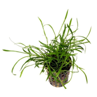 Lilaeopsis brasiliensis - potted