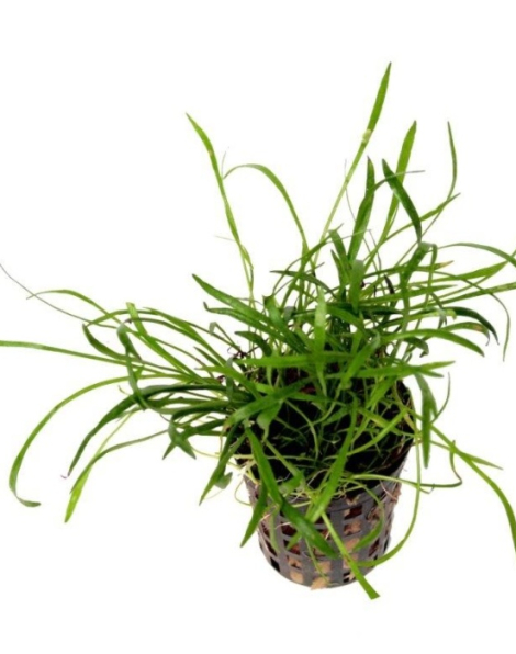 Lilaeopsis brasiliensis - potted