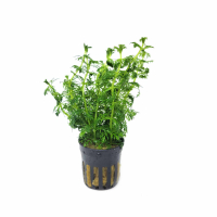 Limnophila heterophylla  - potted