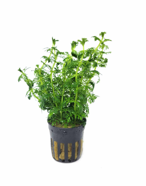 Limnophila heterophylla  - potted