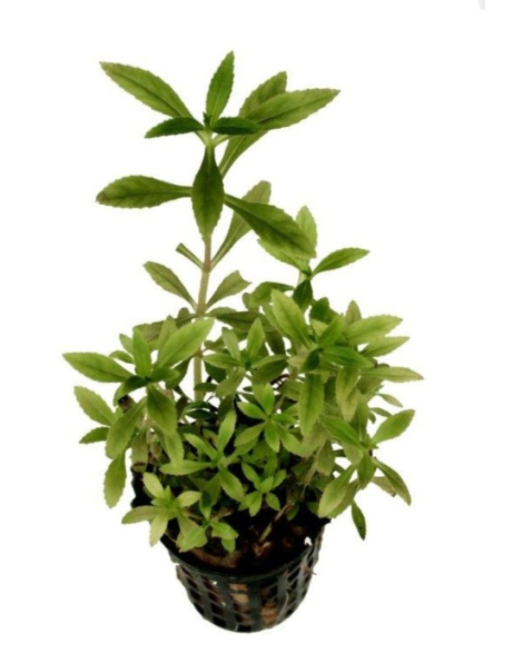 Limnophila aromatica red (Belem) - potted