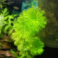 Limnophila sessiliflora - potted