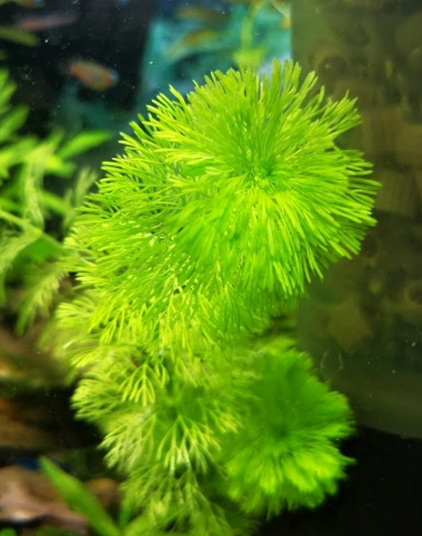 Limnophila sessiliflora - potted