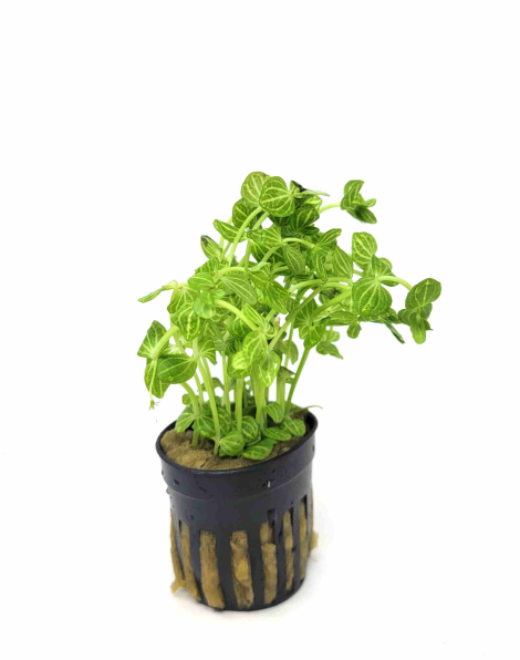 Lindernia rotundifolia variegated - potted