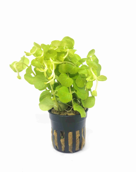 Lindernia rotundifolia - potted