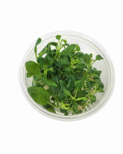 Lobelia cardinalis - tissue culture