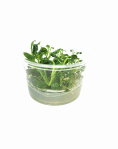 Lobelia cardinalis - tissue culture
