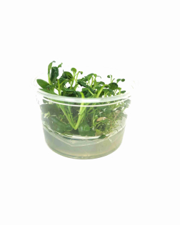 Lobelia cardinalis - tissue culture