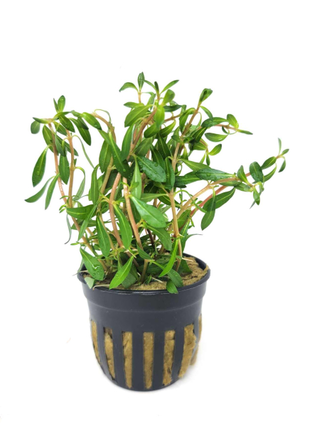 Ludwigia arcuata - potted