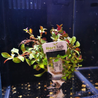 Ludwigia atlantis - potted