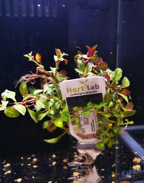 Ludwigia atlantis - potted