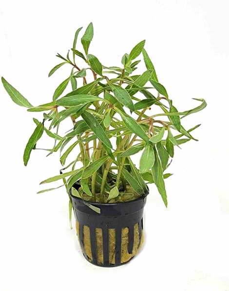 Ludwigia inclinata 'Cuba White Edge' - potted