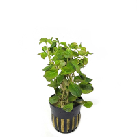 Ludwigia ovalis - potted