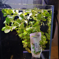 Ludwigia palustris green - potted
