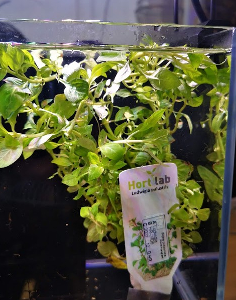 Ludwigia palustris green - potted