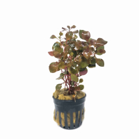 Ludwigia palustris Super Red - potted