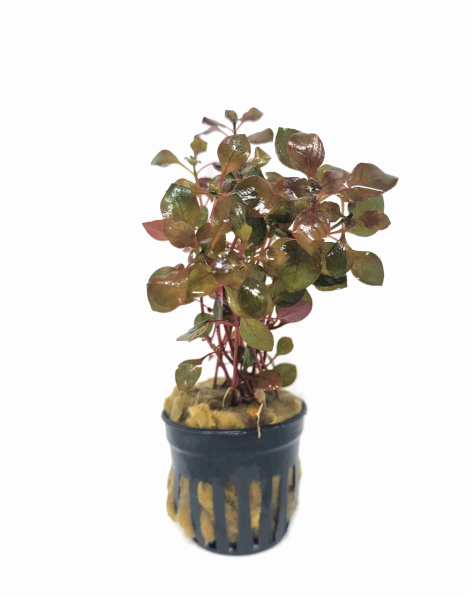 Ludwigia palustris Super Red - potted