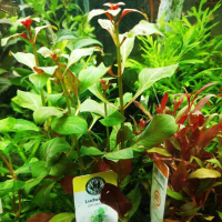 Ludwigia peruensis - potted