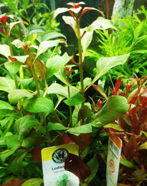Ludwigia peruensis - potted