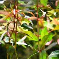 Ludwigia repens super red - potted