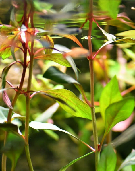 Ludwigia repens super red - potted