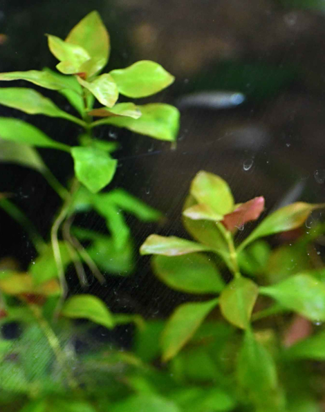 Ludwigia repens - potted