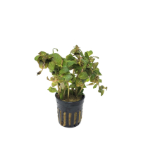 Ludwigia senegalensis 'Guinea'  - potted