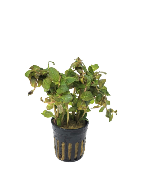 Ludwigia senegalensis 'Guinea'  - potted